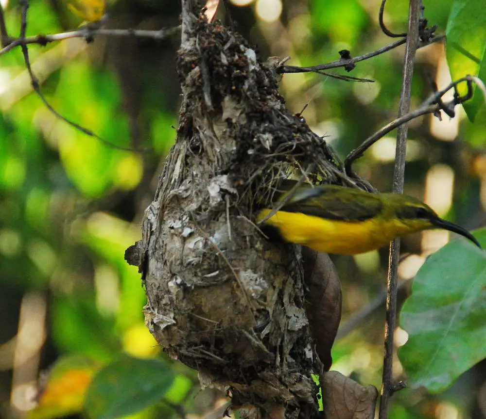 Honey Eater Daintree Rainforest