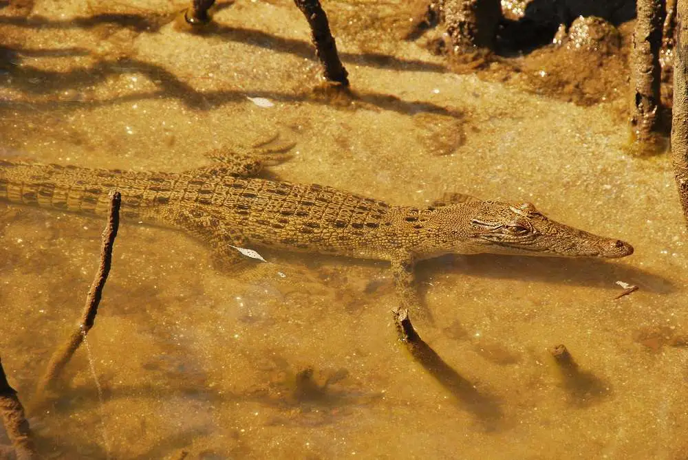 Juvenile Crocodile Daintree River