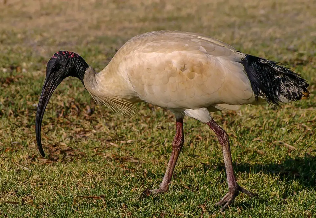 Australian White Ibis Threskiornis Molucca