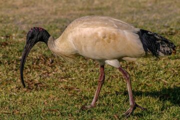 Australian White Ibis Photo Bin Chicken | Australia Travel Blog | Bin Chickens. Should They Be The Brisbane 2032 Olympics Mascot? | Australian White Ibis, Bin Chickens, Brisbane, Brisbane 2032 Olympics, Brisbane Olympics Mascot, Dumpster Chickens, Fatso The Fat Arsed Wombat, Ibis, Sydney 2000 Olympics, Threskiornis Molucca | Author: Anthony Bianco - The Travel Tart Blog