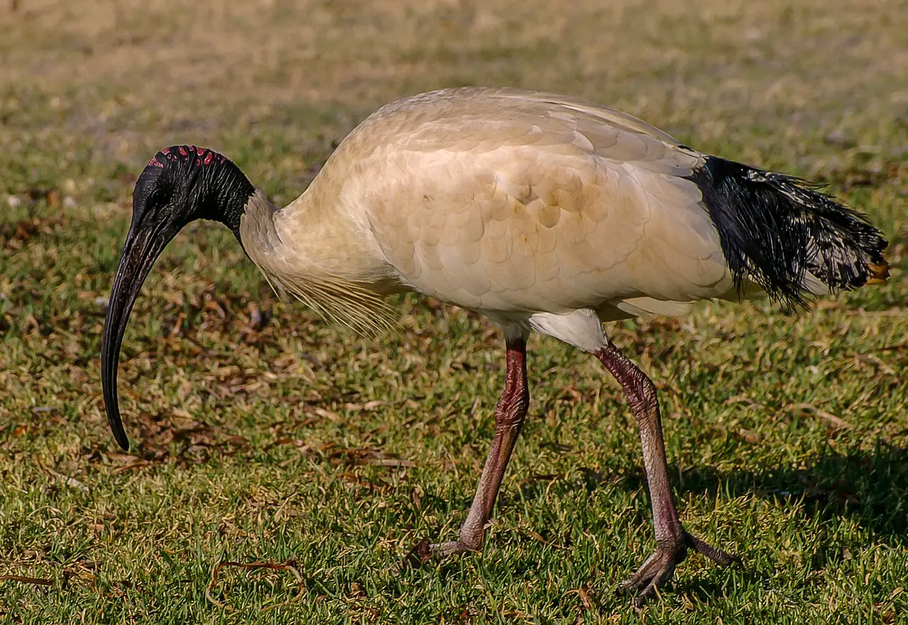 Australian White Ibis Photo Bin Chicken | Dumpster Chickens | Bin Chickens. Should They Be The Brisbane 2032 Olympics Mascot? | Dumpster Chickens | Author: Anthony Bianco - The Travel Tart Blog