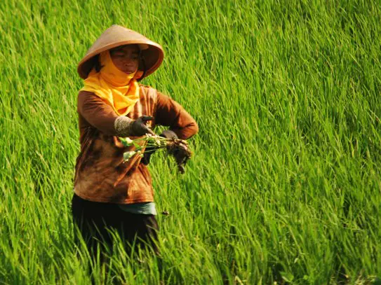 Rice Fields Java Indonesia
